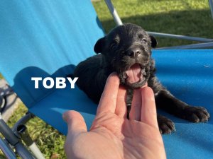 TOBY