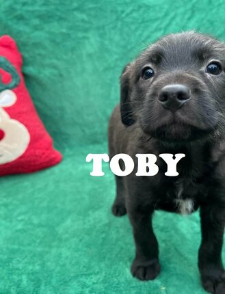 toby---copy