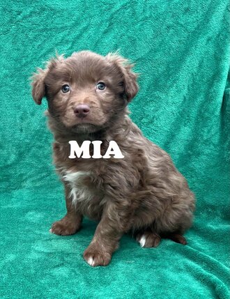 mia---copy