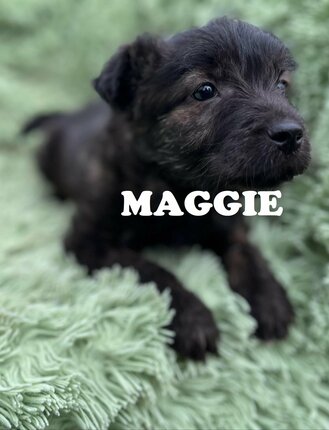 maggie---copy