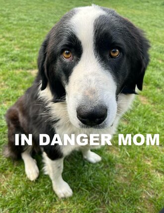 mom-dog---copy