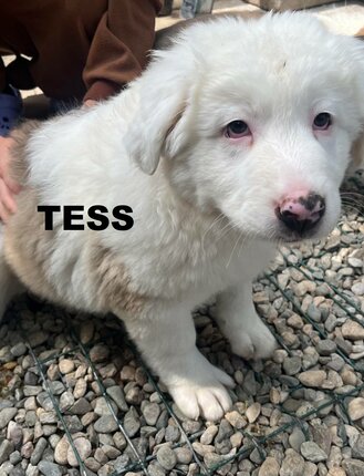 tess-pat-wilson