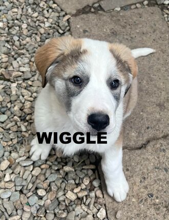 wiggle-lext-gliders