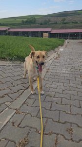 OSCAR