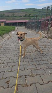 OSCAR