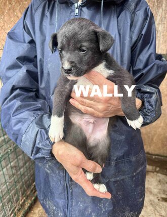 wally-linda-j