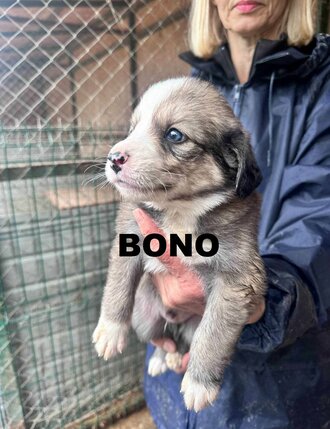 bono-bec