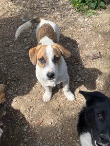ENZO (CAMPINA)