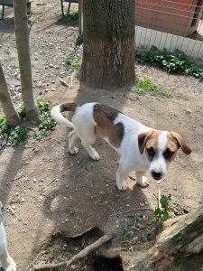 ENZO (CAMPINA)
