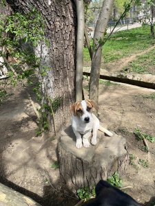ENZO (CAMPINA)
