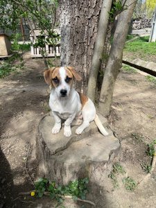 ENZO (CAMPINA)