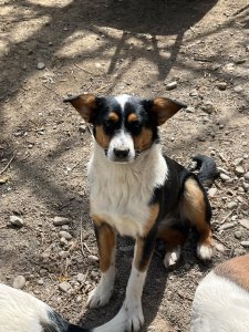 SWEETPEA (CAMPINA)