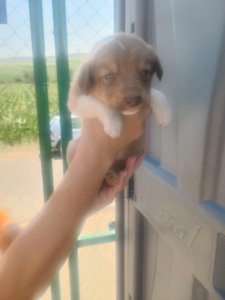 WISPA
