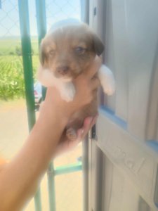 WISPA