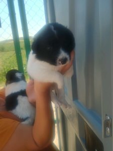 LOLA