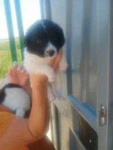 LOLA
