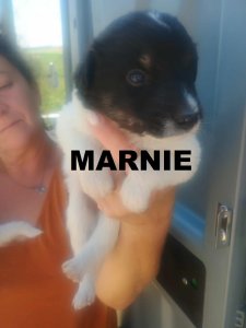 MARNIE