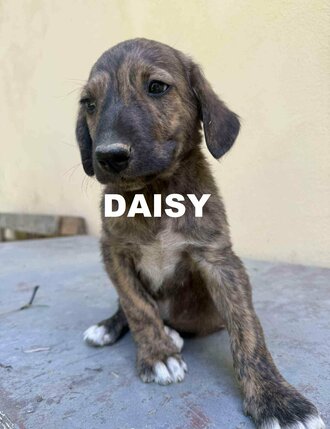 girl-2-daisy-timea