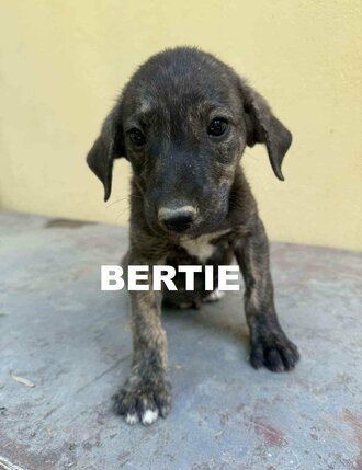 boy2-bertie-alison-w