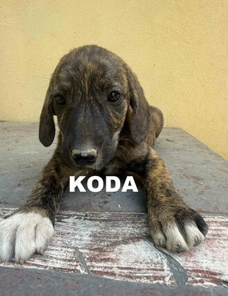 boy-1-koda-christine-carr