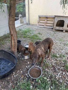 HONEY (CAMPINA) 