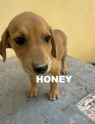 girl-1-honeytimea