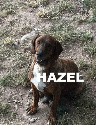 mom-dog-hazel-me