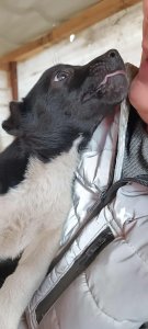 PEDRO AVAILABLE TO ADOPT