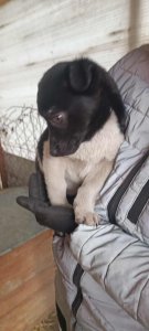 PEDRO AVAILABLE TO ADOPT