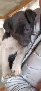 PEDRO AVAILABLE TO ADOPT