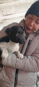 PEDRO AVAILABLE TO ADOPT