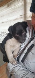 PEDRO AVAILABLE TO ADOPT