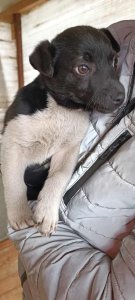 PEDRO AVAILABLE TO ADOPT