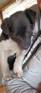 PEDRO AVAILABLE TO ADOPT