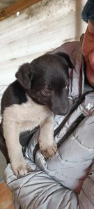 PEDRO AVAILABLE TO ADOPT