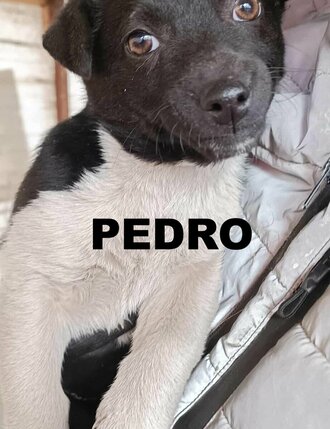 pedro-lily