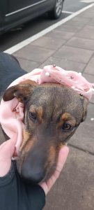 JÁNOS AVAILABLE TO ADOPT