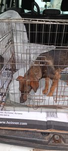 JÁNOS AVAILABLE TO ADOPT