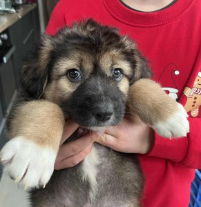 BERTIE AVAILABLE TO ADOPT 