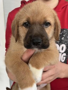 FERGUS AVAILABLE TO ADOPT