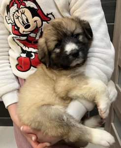 FLYNN AVAILABLE TO ADOPT