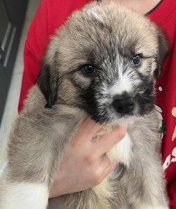 SAM AVAILABLE TO ADOPT