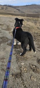 RICHIE AVAILABLE TO ADOPT