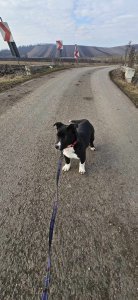 RICHIE AVAILABLE TO ADOPT