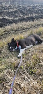 RICHIE AVAILABLE TO ADOPT