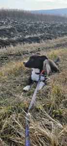 RICHIE AVAILABLE TO ADOPT