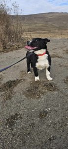 RICHIE AVAILABLE TO ADOPT