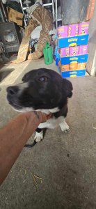 RICHIE AVAILABLE TO ADOPT