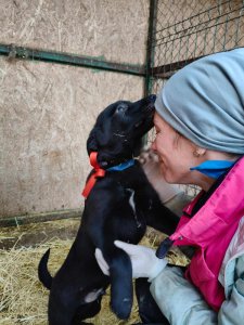 SAM (Black)  AVAILABLE TO ADOPT