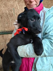 SAM (Black)  AVAILABLE TO ADOPT